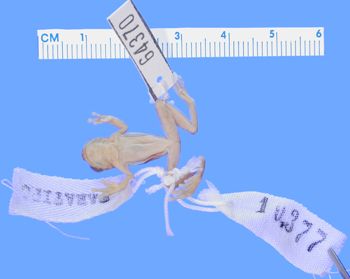 Media type: image; Herpetology A-64370